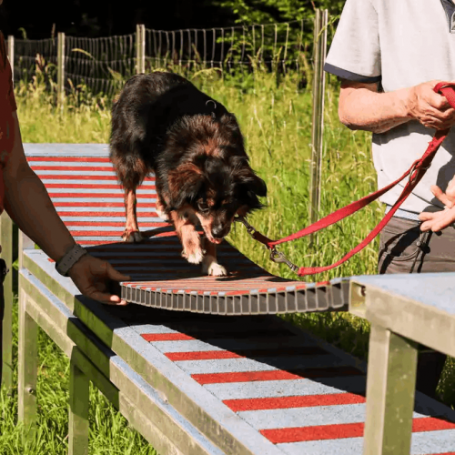 Hund beim Auslastuungstraining auf Hindernissen