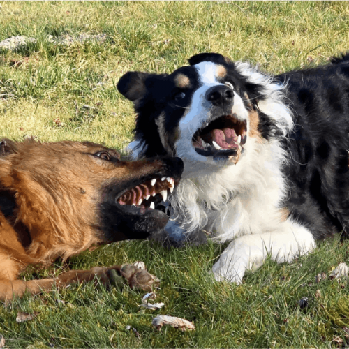 2 Hunde raufen in der Wiese