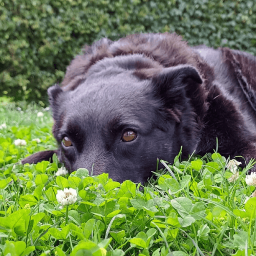 Hund liegt relaxt auf Wiese und entspannt