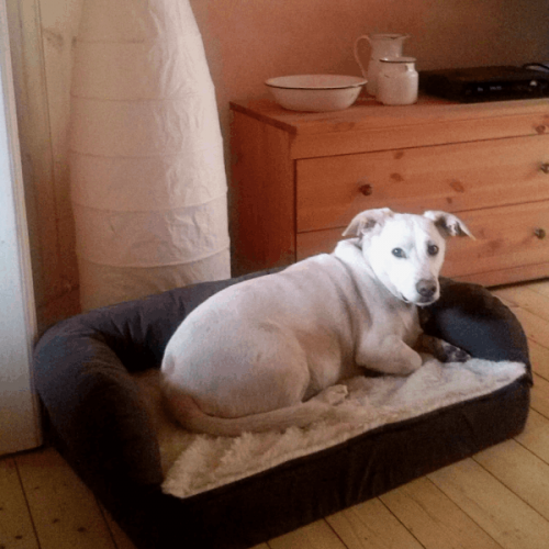 Hund liegt im Körbchen im Wohnzimmer