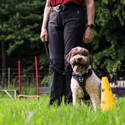 Hund beim Training mit Frauchen