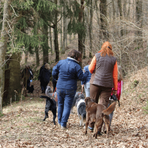 Gruppe von Menschen im Wald bei der Krimitour
