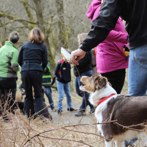 Foto von Krimitour mit Hunden im Wald