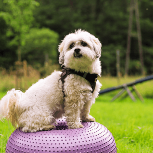 Hund sitzt auf Balancekissen