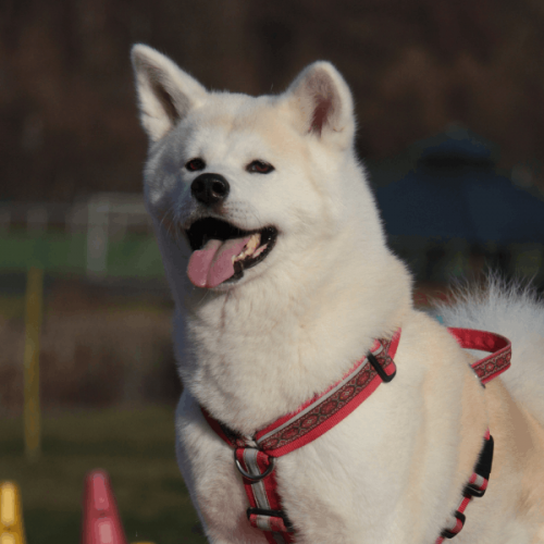 Hund beim Einzeltraining